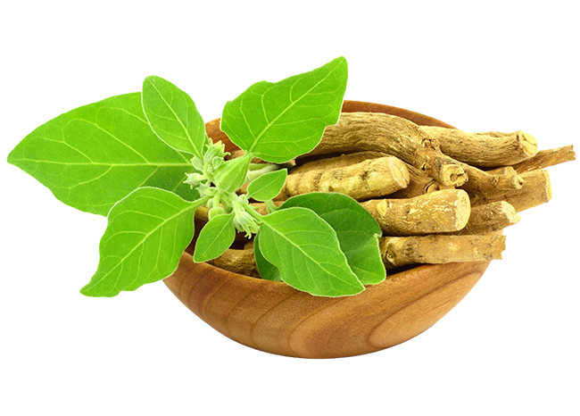 Ashwagandha + shilajit + ginzeng 