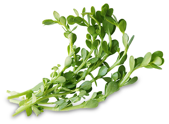 Brahmi (Kislevelű bakopa)