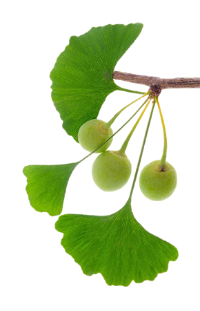 Ginkgo biloba