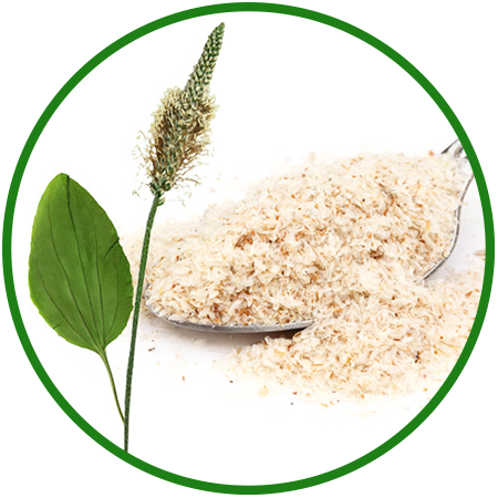 Psyllium