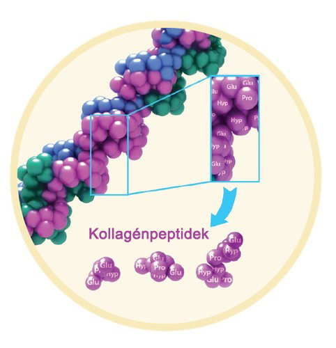 Kollagénpeptidek