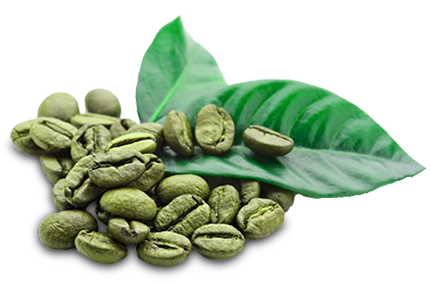 Zöld kávé fogyás