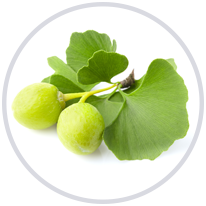 Ginkgo biloba