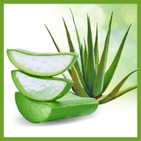 Aloe Vera kivonat