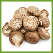 Shiitake gomba