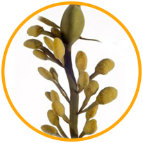 Ascophyllium Nodosum, Kelp (barna alga)