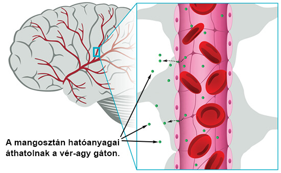 Vér-agy gát