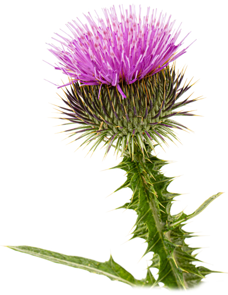 máriatövis (Silybum marianum)