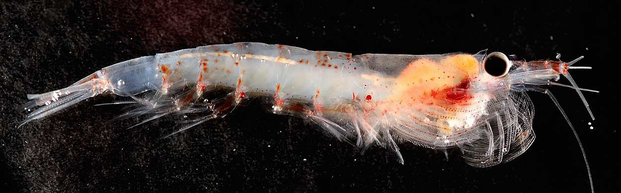 Krill