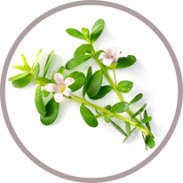 Kislevelűbakopa-levél (Bacopa monnieri) kivonata