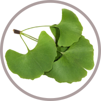 Ginkgo biloba levél kivonata