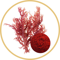 Haematococcus pulvialis