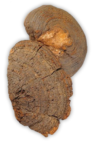 Phellinus linteus