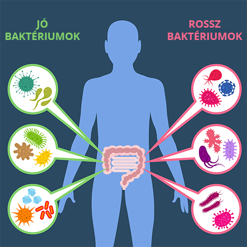 Bélbaktériumok, mint az immunrendszer segítői