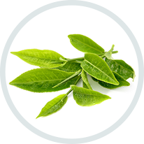 Zöld tea